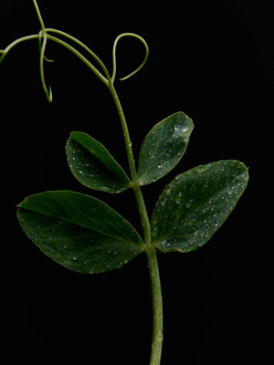 Green Goddess Candle