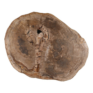 Petrified Wood Coffee Table