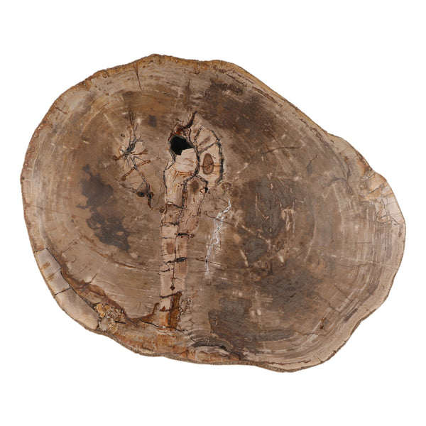 Petrified Wood Coffee Table