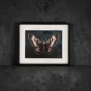 Elegant Moth I