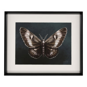 Elegant Moth I