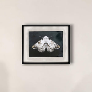Elegant Moth II