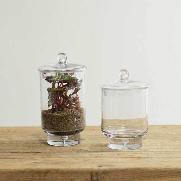 Asteridge Terrarium