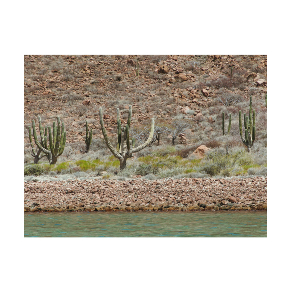 "Desert Refresh" Framed Photography Print - 18" x 24"