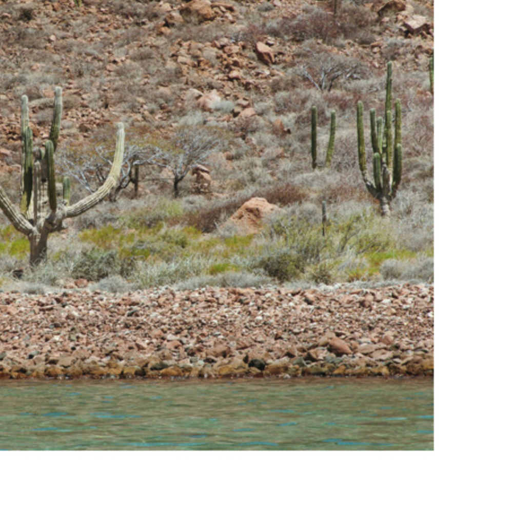 "Desert Refresh" Framed Photography Print - 18" x 24"