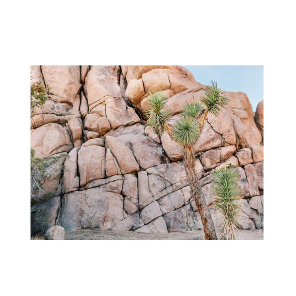 "J Trees" Framed Photography Print - 18" x 24"