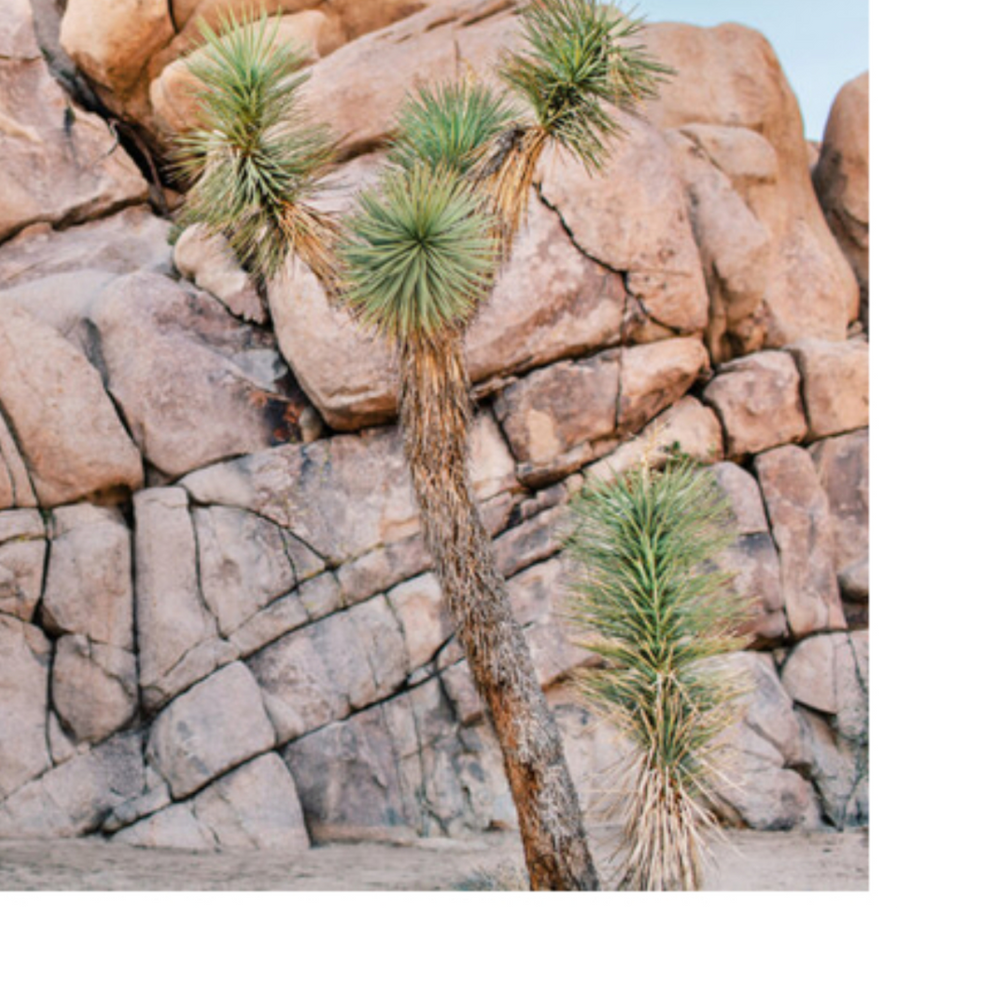 "J Trees" Framed Photography Print - 18" x 24"