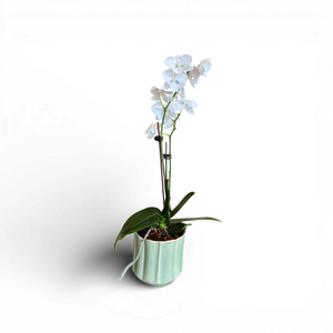 Orchid in Medium Everleaf Pot