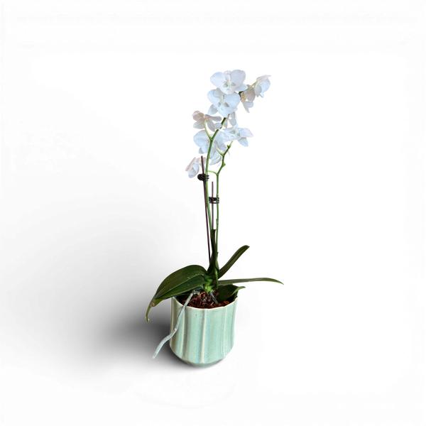 Orchid in Medium Everleaf Pot