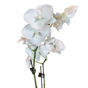 Orchid in Medium Everleaf Pot